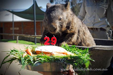 Meet Patrick, the World’s Oldest and Largest Living Wombat » TwistedSifter