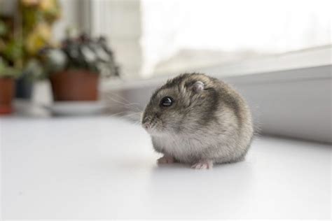 Is my hamster hibernating or dead? - Veterinary Practice