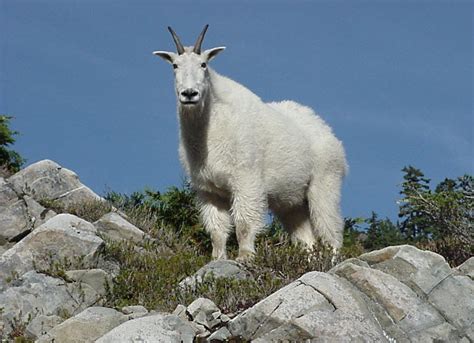 Mountain Goat | The Biggest Animals Kingdom