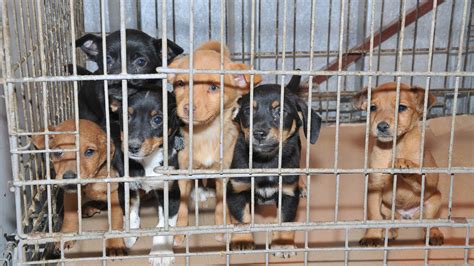 Florida: Say No to Puppy Mills - Animal Legal Defense Fund