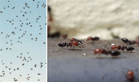 Flying ants SWARM: Why are there so many flying ants right now? | Express.co.uk