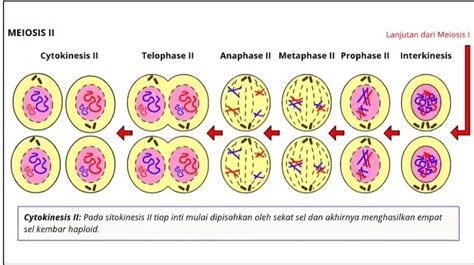 Pembelahan Amitosis Mitosis Dan Meiosis Pada Makhluk Hidup Mikirbae ...