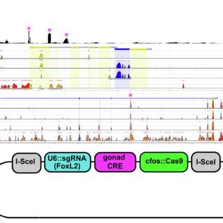 (PDF) Applying functional genomics to the study of lamprey development and sea lamprey ...