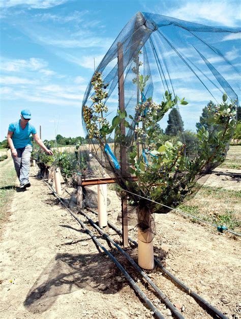 Blueberry trees? | Good Fruit Grower