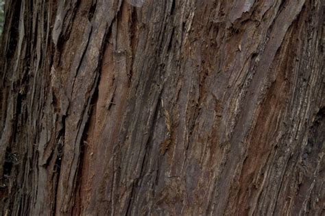 California Redwood Bark Detail | ClipPix ETC: Educational Photos for ...