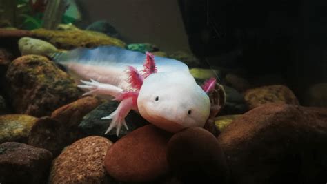 Leucistic Axolotl: Info & Care Guide for Beginners (with Pictures ...