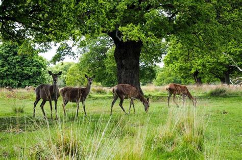 Guide to the famous parks in London - gardens and parks you must visit