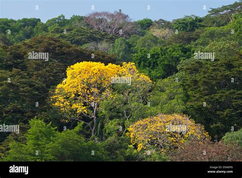 Yellow Gold Tree (Guayacan) sci,name; Tabebuia guayacan, in the rainforest of Soberania national ...