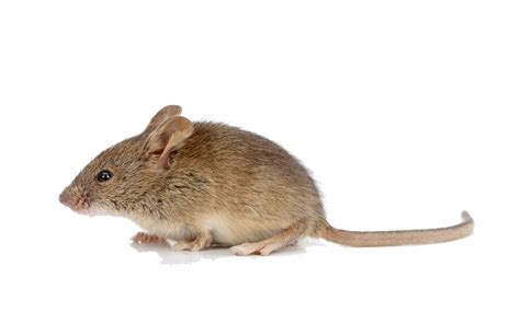 Mouse Animal PNG Picture | PNG All