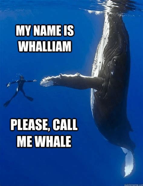 16 Whale Memes That Will Make You Laugh All Day | Funny animal jokes, Funny animal memes, Whale ...