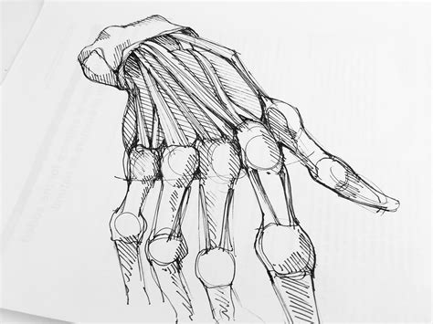 Anatomy Sketches For Beginners : Drawing Mentler Tutorial Figure | Bodaswasuas