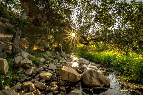 Visiter « The Elfin Forest », la forêt enchantée de San Diego