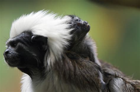 Cottontop Tamarin Baby Masters Cute in Just Two Weeks' Time | POPSUGAR Pets