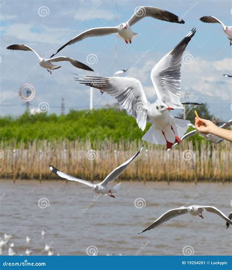 Seagull bird flying stock image. Image of spread, background - 19254201