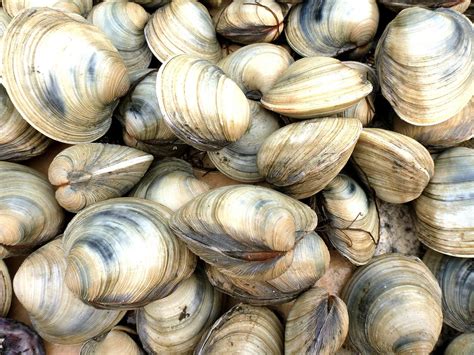 A friend took me to a beach that had these clam fossils scattered all over! Was such a neat ...