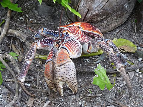 File:Palmyra Atoll National Wildlife Refuge, Pacific Islands (6109853163).jpg - Wikimedia Commons