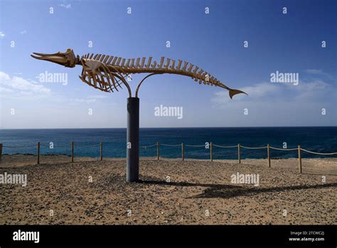 Cuvier's Beaked Whale Skeleton, El Cotillo, Fuerteventura, Canary ...