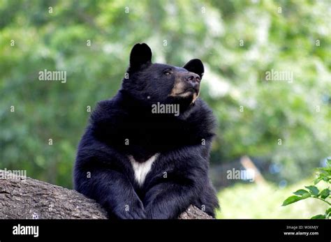 Black bear in natural habitat looking aloof Stock Photo - Alamy