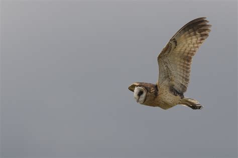 African Grass-Owl – Holmen Birding Safaris