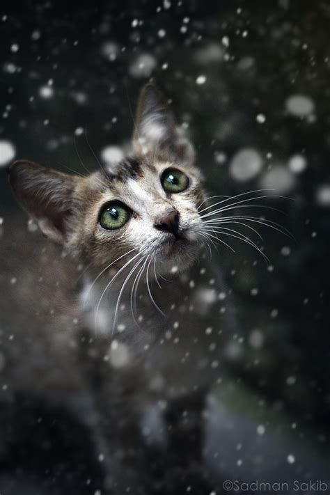 The Snow Kitten | Cats, Animals, Cute cats