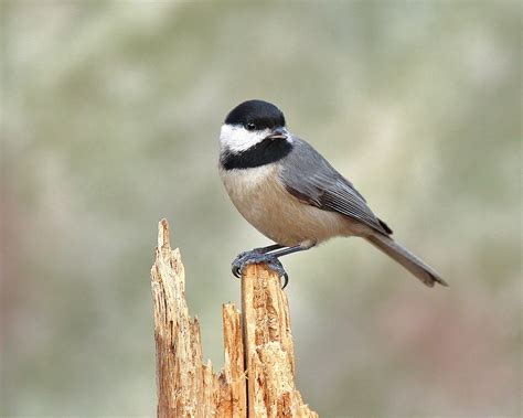 Carolina Chickadee | Audubon Field Guide