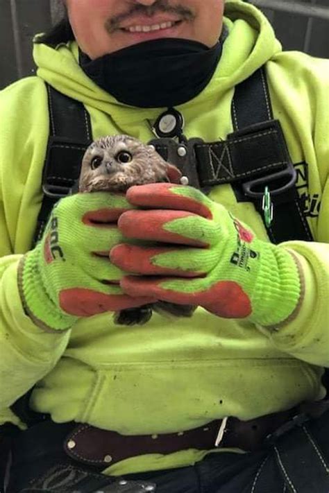 Adorable owl found tucked inside Rockefeller Christmas tree