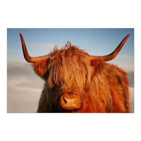 Scottish Highland Cow in Scotland, Highlander Poster | Zazzle | Scottish highland cow, Highland ...
