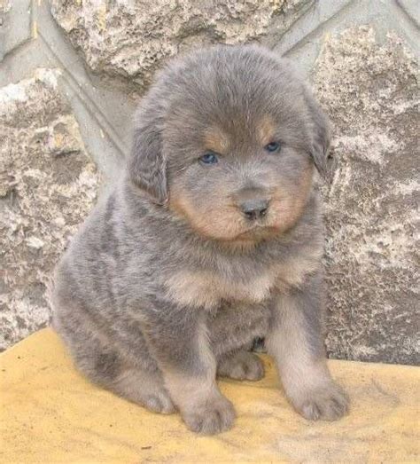 tibetan mastiff | Baby Tibetan Mastiff. | Tibetan Mastiffs | Pinterest