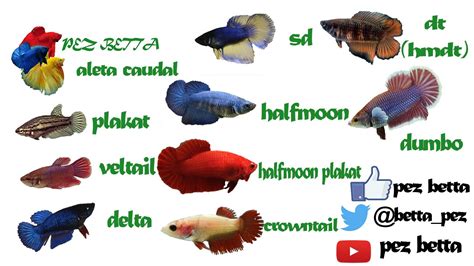 pez betta hembra tipos de cola - YouTube