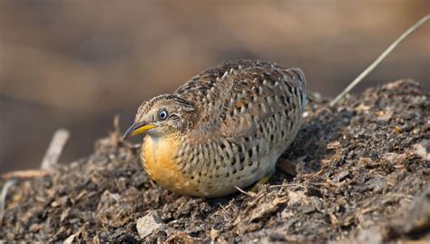 Button Quail: Characteristics, Care & Health