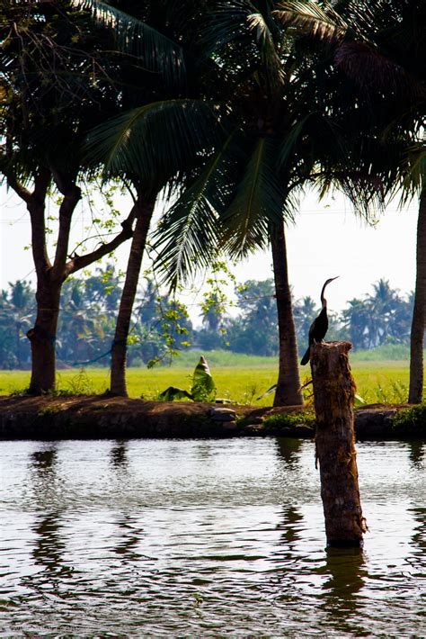 Kerala backwaters - Footwa