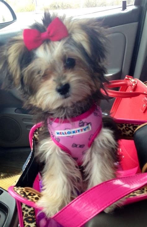 Pin by Morkie on morkie1.com | Yorkie dogs, Morkie puppies, Morkie haircuts