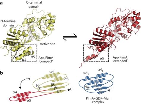 Secondary structure reshuffling modulates glycosyltransferase function ...