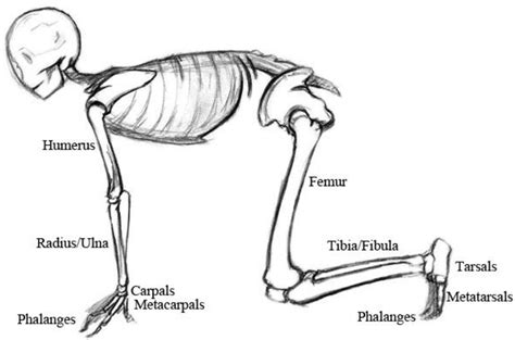 [PDF] Anatomy and Animation: Anatomically Based Animation Skeletons for Quadrupeds | Semantic ...