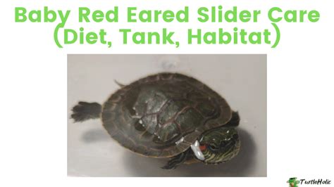 baby red eared slider - TurtleHolic