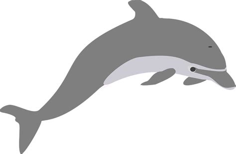 Download Dolphin, Jump, Grey. Royalty-Free Vector Graphic - Pixabay