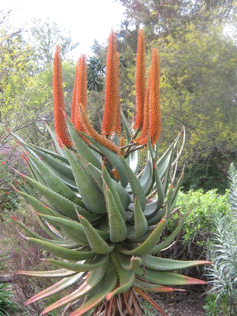 nice aloe plant | Xeriscape landscaping, Plants, Butterfly garden design