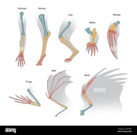 Mammalian forelimbs share a similar arrangement and arise from the same ...