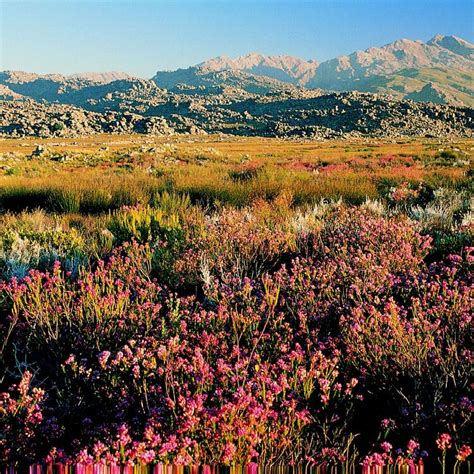 Cape Floral Region Protected Areas