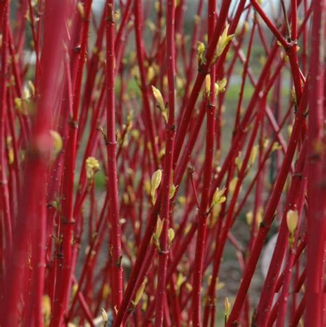 Cornus alba Elegantissima stems - Practicality Brown