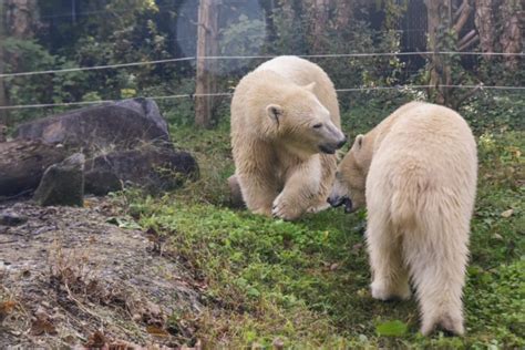 Young Polar Bears Set to Debut at The Maryland Zoo | The Maryland Zoo