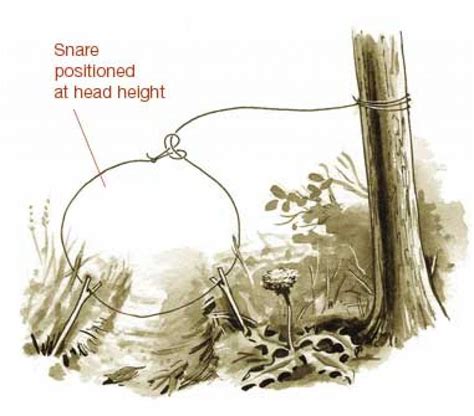 Six Primitive Traps For Catching Food In The Woods - The Prepper Journal