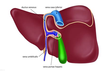 Leiden - Drawing Posterior view prenatal liver with ductus venosus - Latin labels | AnatomyTOOL