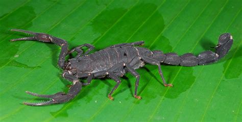 Rainfirest scorpion (Tityus sp, Buthidae) | Amazon rainfores… | Flickr ...