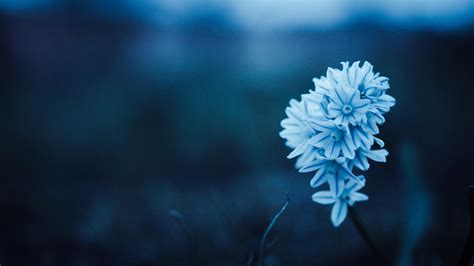 1600x900 Blue Petal Flowers 1600x900 Resolution HD 4k Wallpapers, Images, Backgrounds, Photos ...