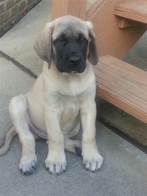 American Mastiff puppy | American Mastiff | Pinterest