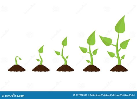 Growing Plant Stages Stock Illustrations – 1,591 Growing Plant Stages Stock Illustrations ...