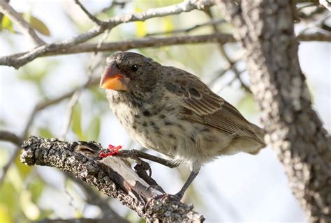 Darwin's Finches - Discovering Galapagos Evolution Zone