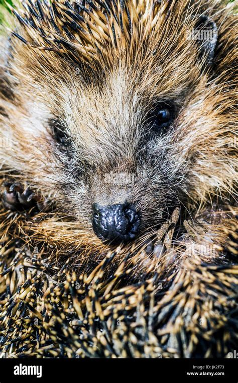 The face of a young hedgehog Stock Photo - Alamy