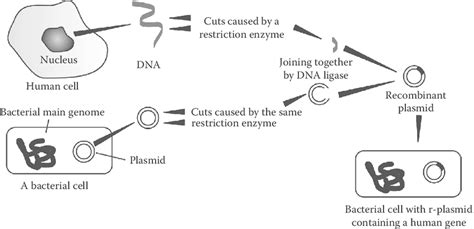 1 Illustration of various steps involved in genetic engineering in... | Download Scientific Diagram